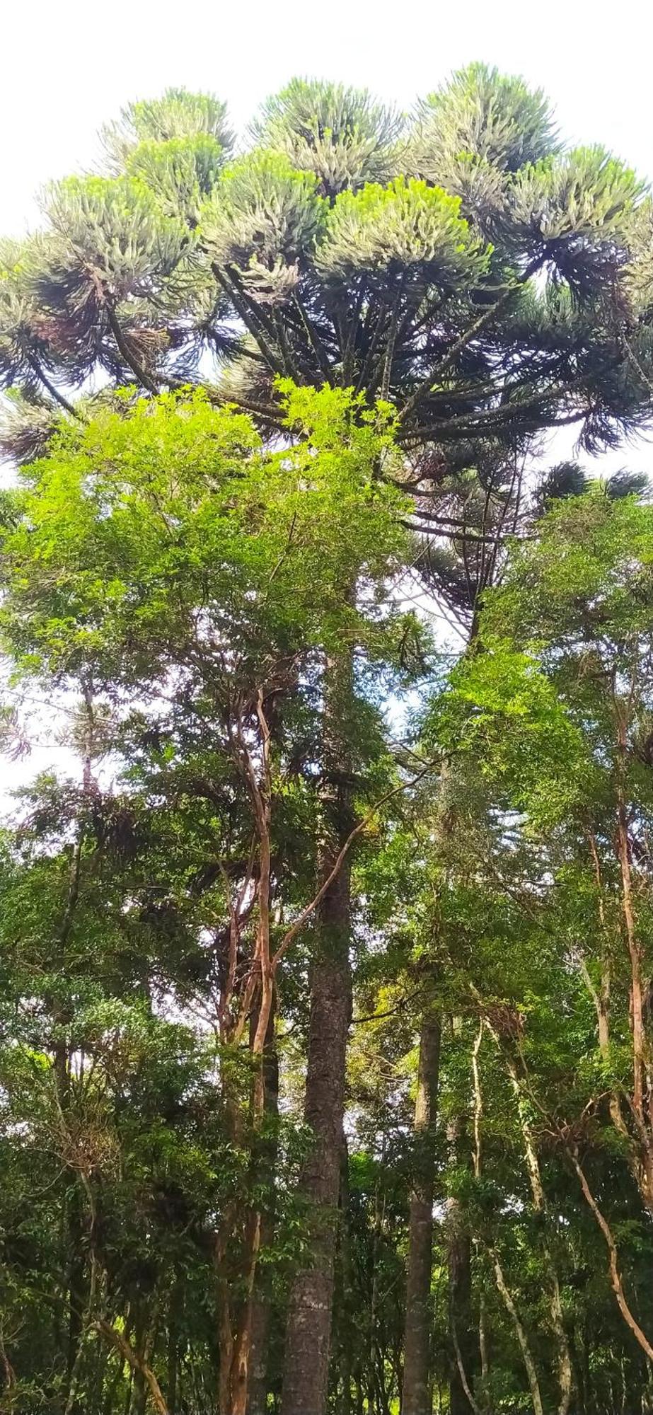 Chacara Rancho Paraiso Piraquara Екстериор снимка